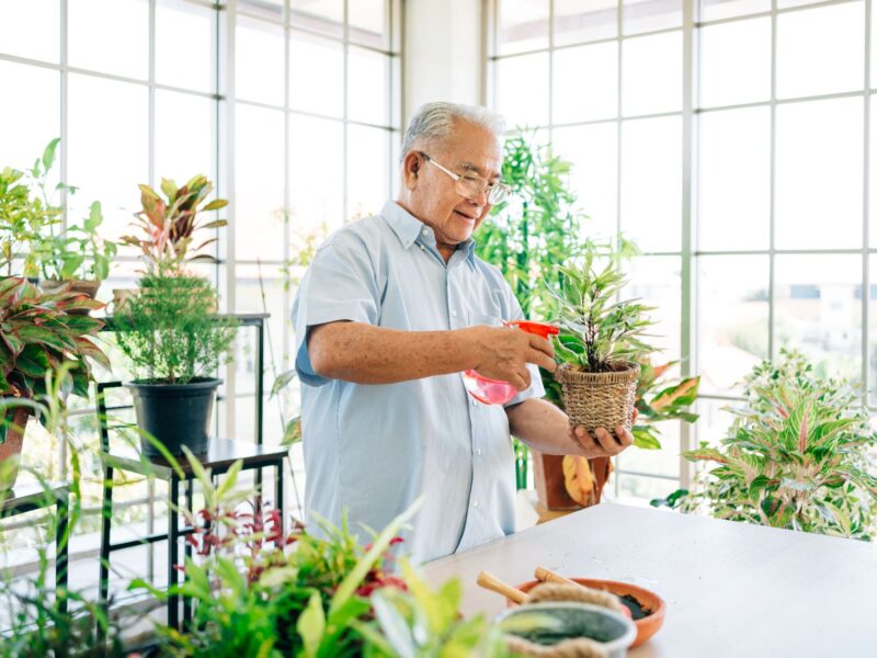 Plants and Wellness: The Healing Power of Green