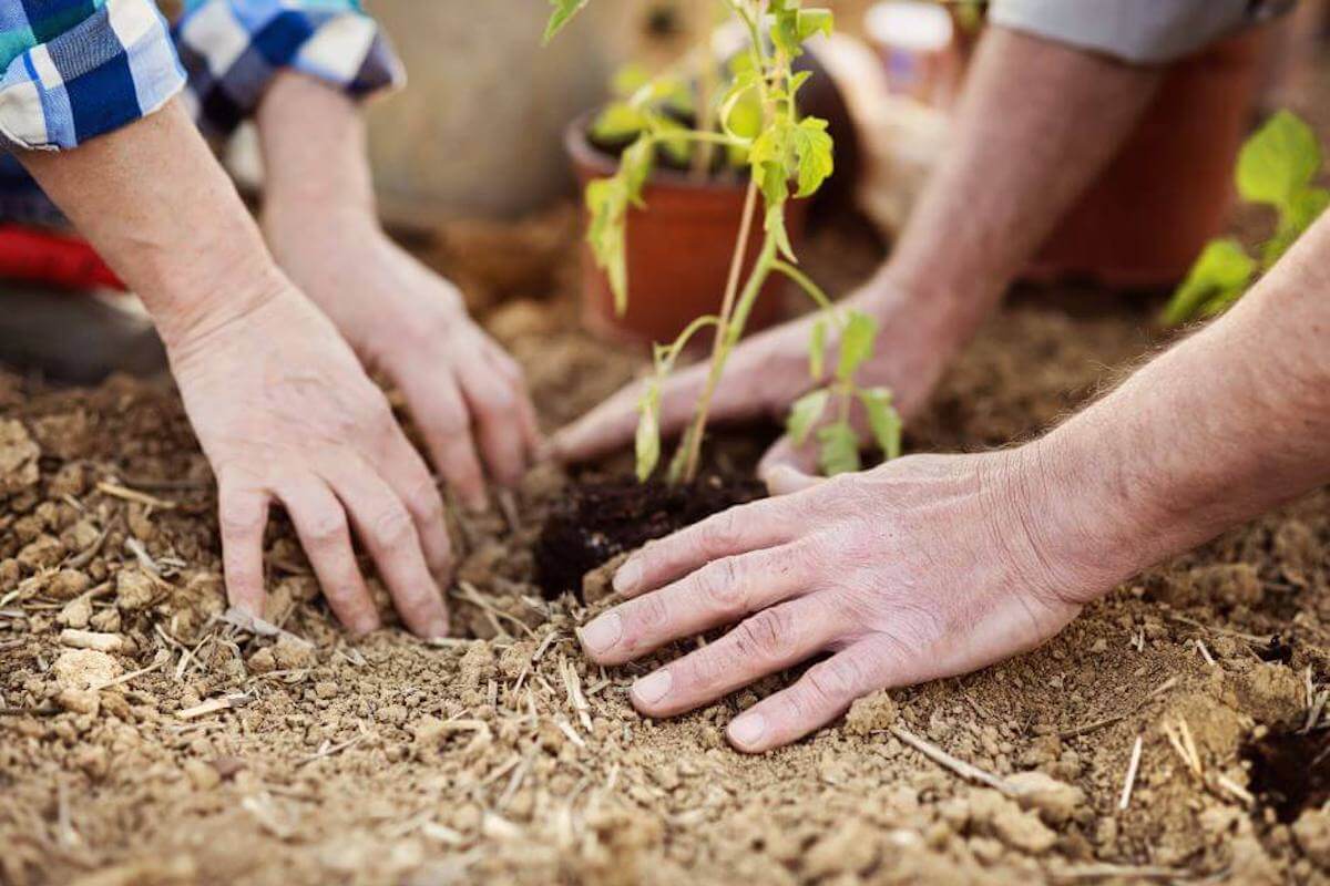 The Health Benefits of Gardening